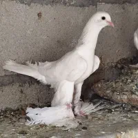 کبوتر الوان