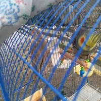 عروس هلندی|پرنده|سیاهکل, |دیوار