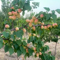 باغ ۳۰۰۰ متری دستجرد پشت دهکده صبا|فروش زمین و ملک کلنگی|خلجستان, |دیوار