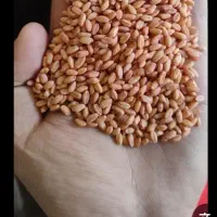 گندم کوه دشت بوجاری شده