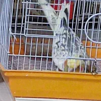 عروس هلندی دوعدد|پرنده|مشهد, امیریه|دیوار