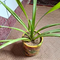 گل ذرتی