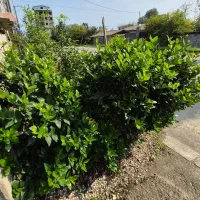 یاس هلندی|گل و گیاه طبیعی|کلاچای, |دیوار