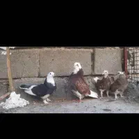فروش کبوتر ایرانی