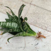 قلمه سانسوریا