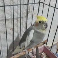 فروشی طوطی عروس