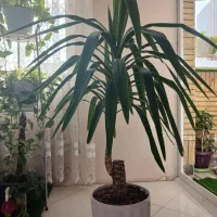 گل سانسوریا مهتابی ،پاکوتاه ، یوکا وآمستل،|گل و گیاه طبیعی|مشهد, بهاران|دیوار