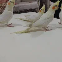 عروس هلندی لوتیتو چشم شرابی|پرنده|شهریار, شهرک بهاران (ویره)|دیوار