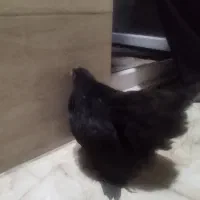 سهره خاکی قرص بخون به شرط چندکلام حرف زدن