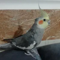 دو عدد عروس هلندی