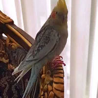 عروس هلندی نر