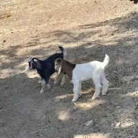 بزغاله شیرخوار