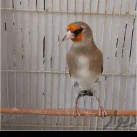 تعدادی سهره بخون(داغسردورگ کت واکن)|پرنده|کهریزک, |دیوار