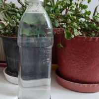 گلاب دواتیشه