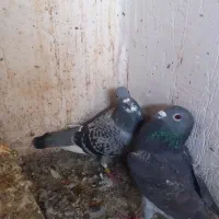 کبوتر دورگ|پرنده|سرخنکلاته, |دیوار