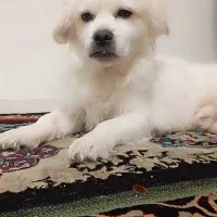 سگ پاپی پا کوتاه|سگ|پرند, فاز ۶|دیوار