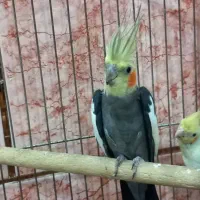 یک جفت عروس هلندی با چهار عدد جوجه|پرنده|کارون, |دیوار