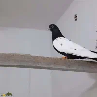 کفتر دم سیاه