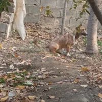 سگ نر و ماده|سگ|چناران, |دیوار