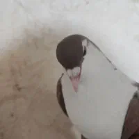 کفتر یکت پلاس سیاه و کفتر دوکت پلاس|پرنده|قم, شهر قائم|دیوار