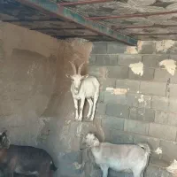 بز دورگ سانا 2عدد