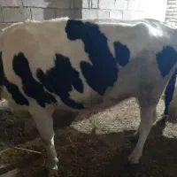 گاو
