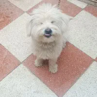 واگذاری سگ|سگ|اصفهان, عاشقآباد|دیوار