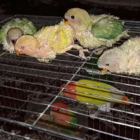 طوطی برزیلی