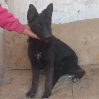 توله ژرمن بلک