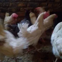 مرغ سفید چاق تخم گزار