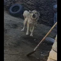 سگ نگهبان