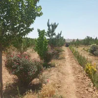 باغچه های1000متری سنددار، سهیلیه، حوالی زعفرانیه|فروش زمین و ملک کلنگی|کرج, فاز ۲ مهرشهر|دیوار