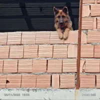 ژرمن ماده|سگ|گرگان, |دیوار