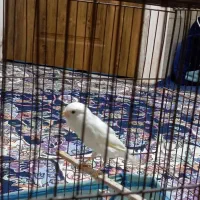 قناری ماده|پرنده|پاکدشت, پاکدشت (مامازند)|دیوار