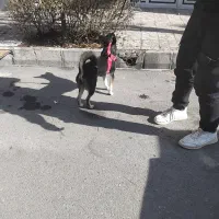 سگ خانگی تربیت دیده|سگ|باسمنج, |دیوار