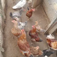 نیمچه مرغ و اردک اسراییلی
