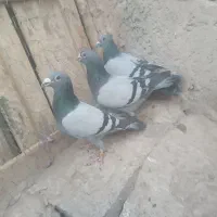 سه تا کبوتر سبز فروشی