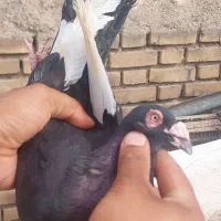 دورگ و رنگی