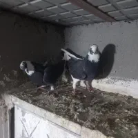 کبوتر همشون هم پرشی هم بازیدار|پرنده|اردبیل, |دیوار