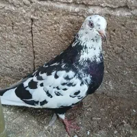 کبوترپرشی نر