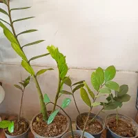 گل طبیعی زیر قیمت عمده