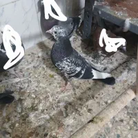 جوجه کبوتر کفترپرشی|پرنده|رباط‌کریم, رباط‌کریم|دیوار