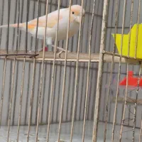 قناری ماده مزایکی اماده