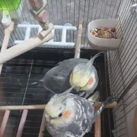 عروس هلندی نژاد خاکستری|پرنده|سرپل ذهاب, |دیوار