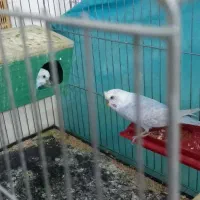 مرغ عشق|پرنده|بیرجند, |دیوار