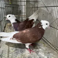 کبوتر شازده قرمز