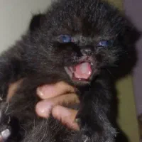 گربه اسکاتیش چشم آبی