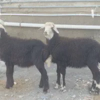 2راس بره نر جنس بالا گوسفند