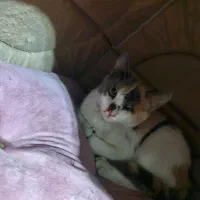 واگذاری گربه|گربه|لاهیجان, قیام|دیوار