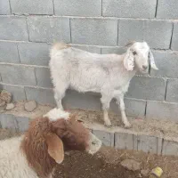 میش و بز و کهره|حیوانات مزرعه|کربال, |دیوار